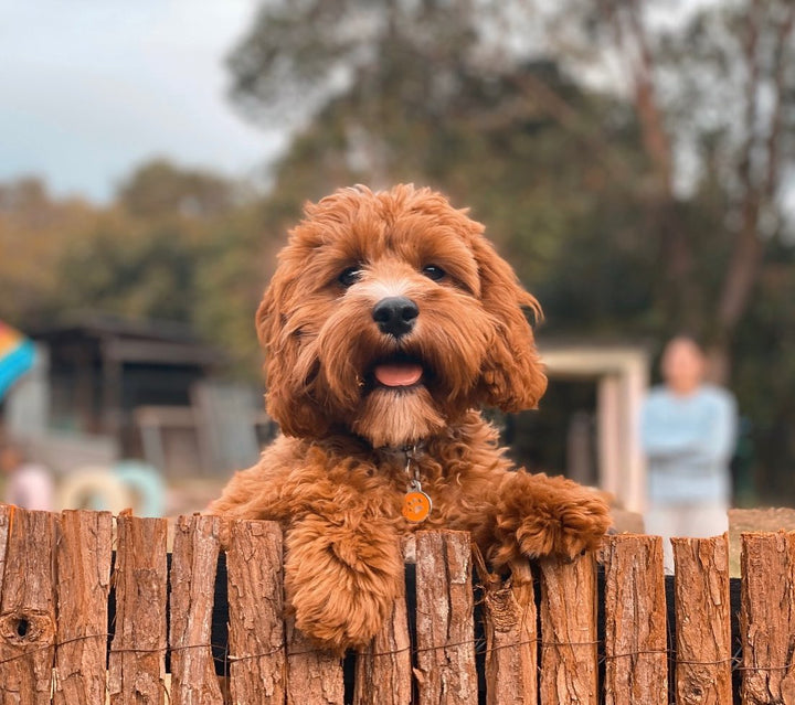 Best Dog Parks Brisbane: 7 Ultimate Off-Leash Areas Your Pup Will Love