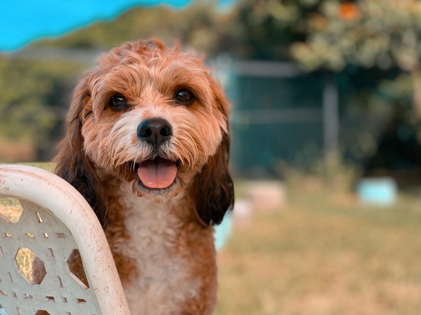 Dog Boarding vs Dog Daycare: What’s the Difference and Which Is Right for Your Dog? 🐶