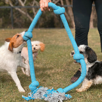 Dog Daycare
