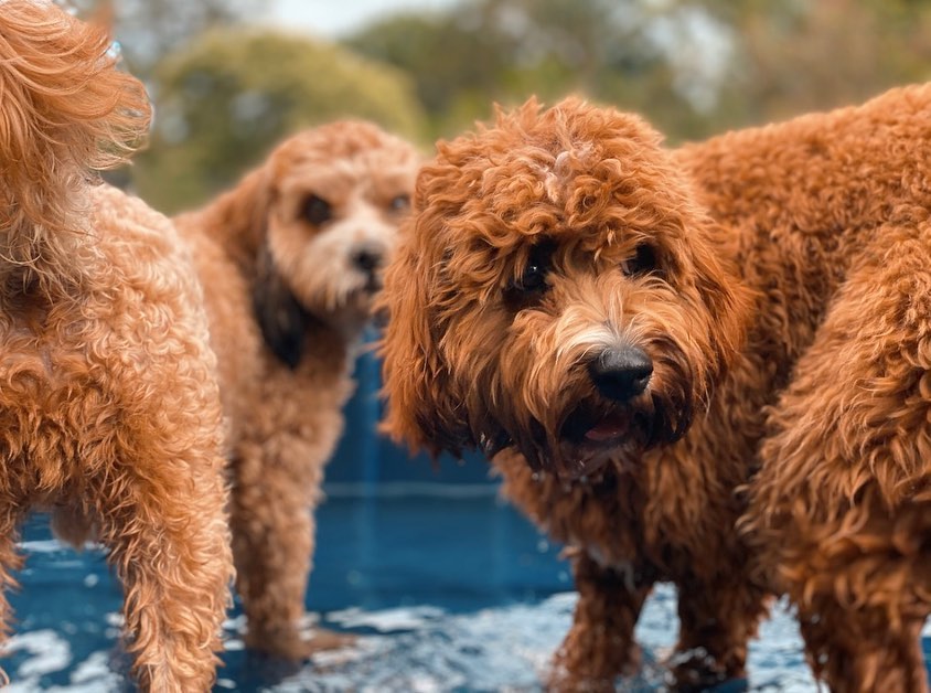 Two brown dogs playing in a splash pool at a Brisbane dog daycare