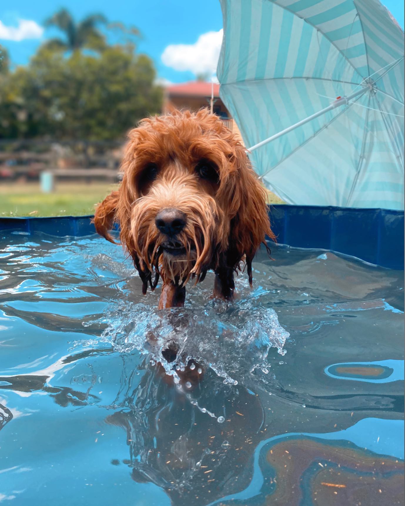 Dog Daycare