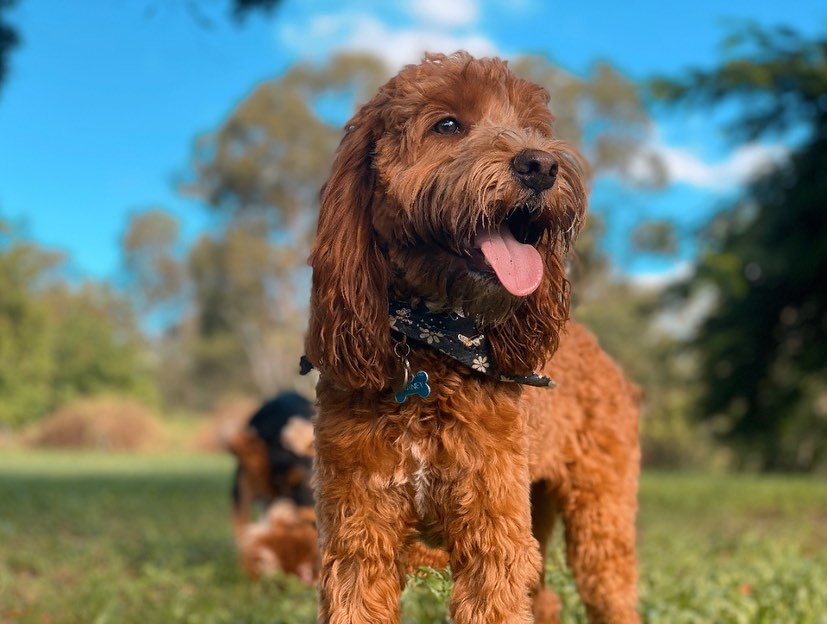 Brown dog standing outdoors with a blurred natural background