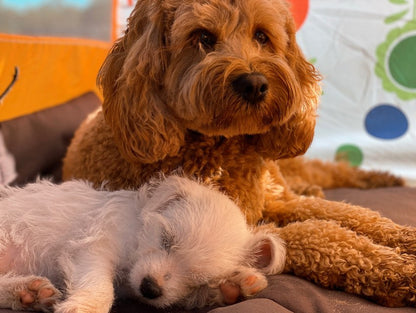 Dog Daycare