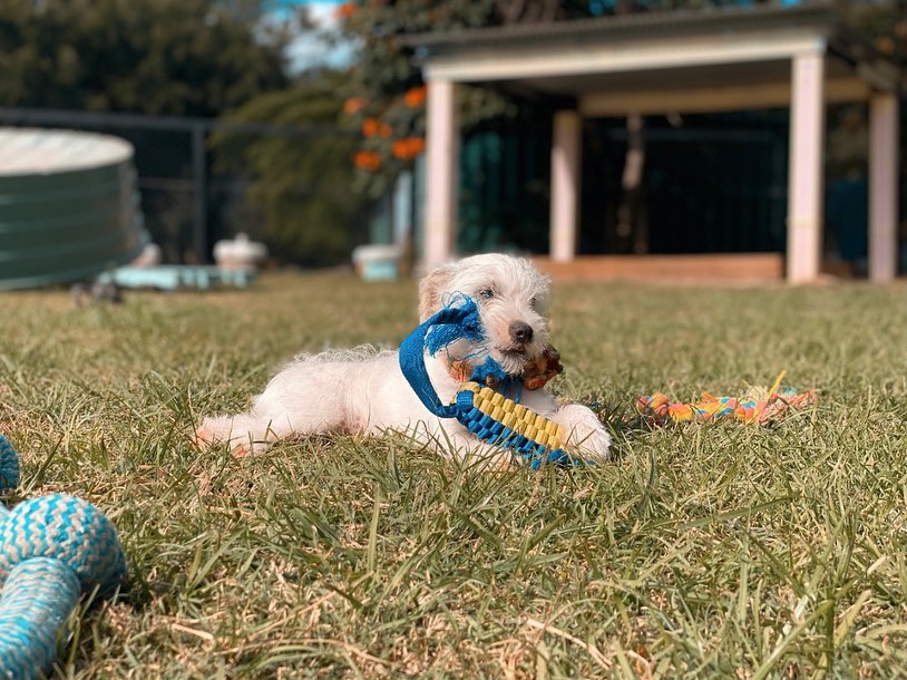 Dog Daycare