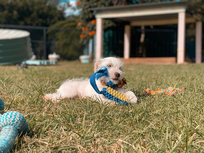 Dog Daycare