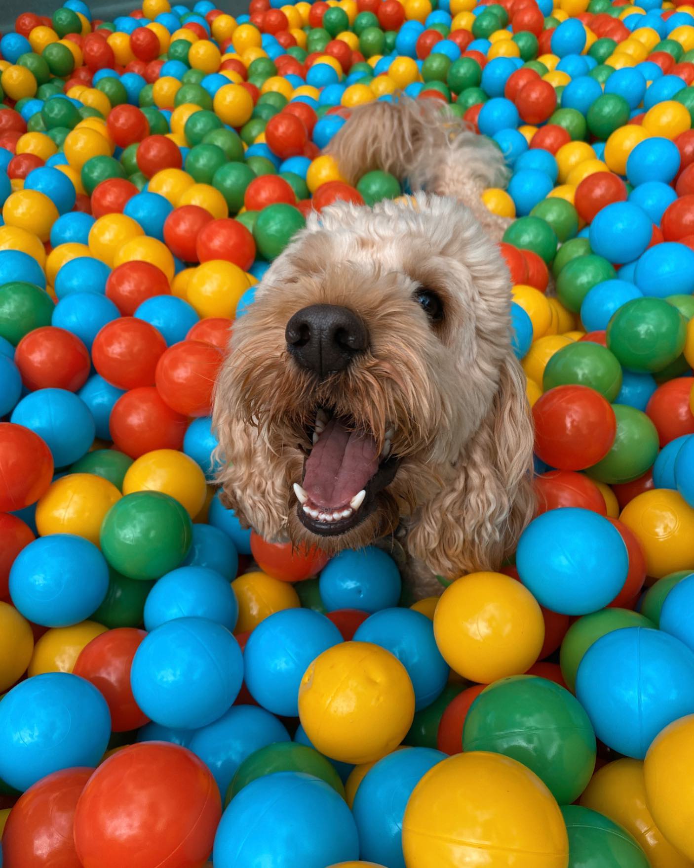 Dog Daycare