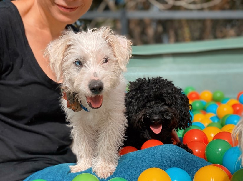 Dog Daycare