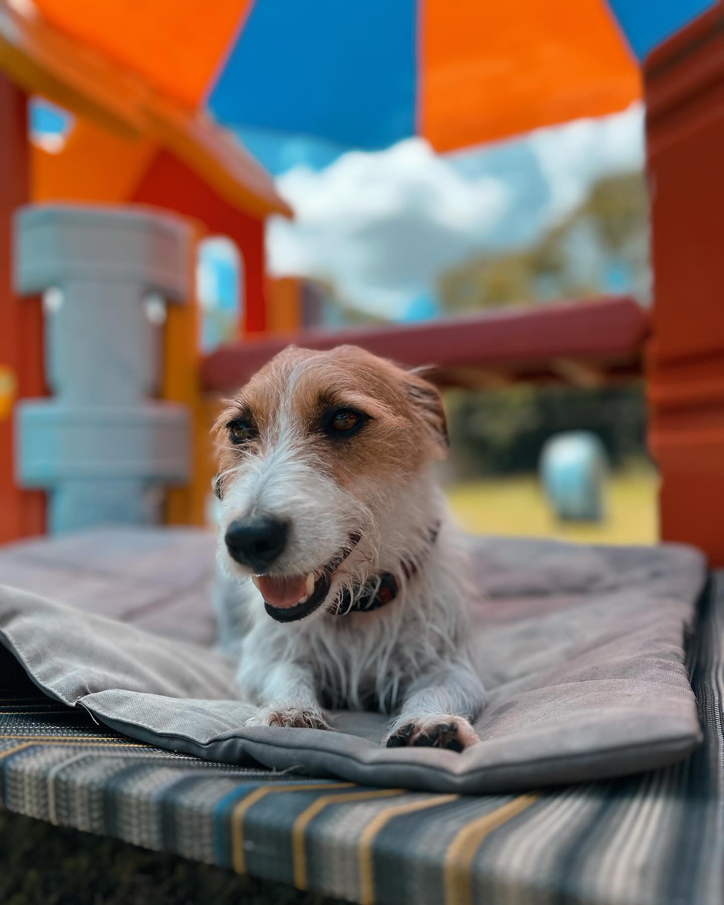 Dog Daycare