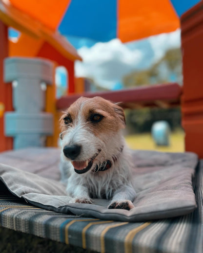Dog Daycare