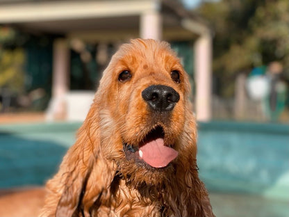 Dog Daycare