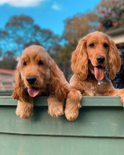 Dog Daycare
