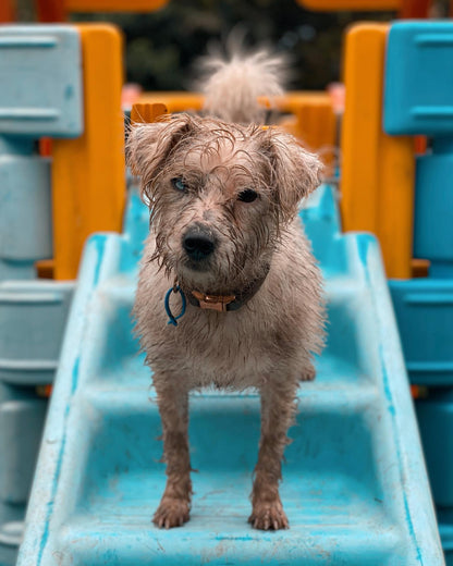 Dog Daycare