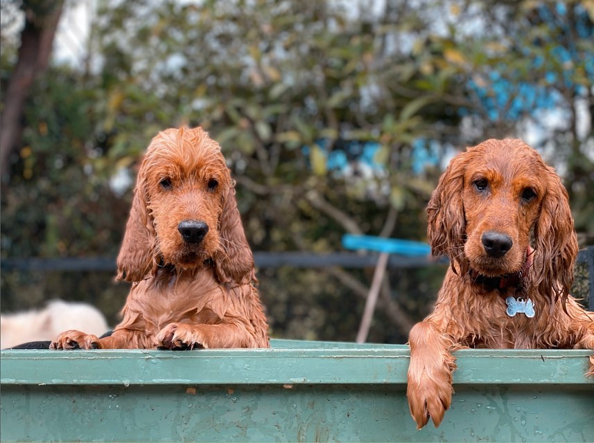 Dog Daycare
