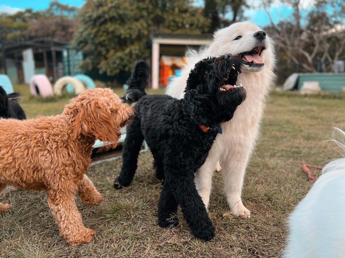 Dog Daycare