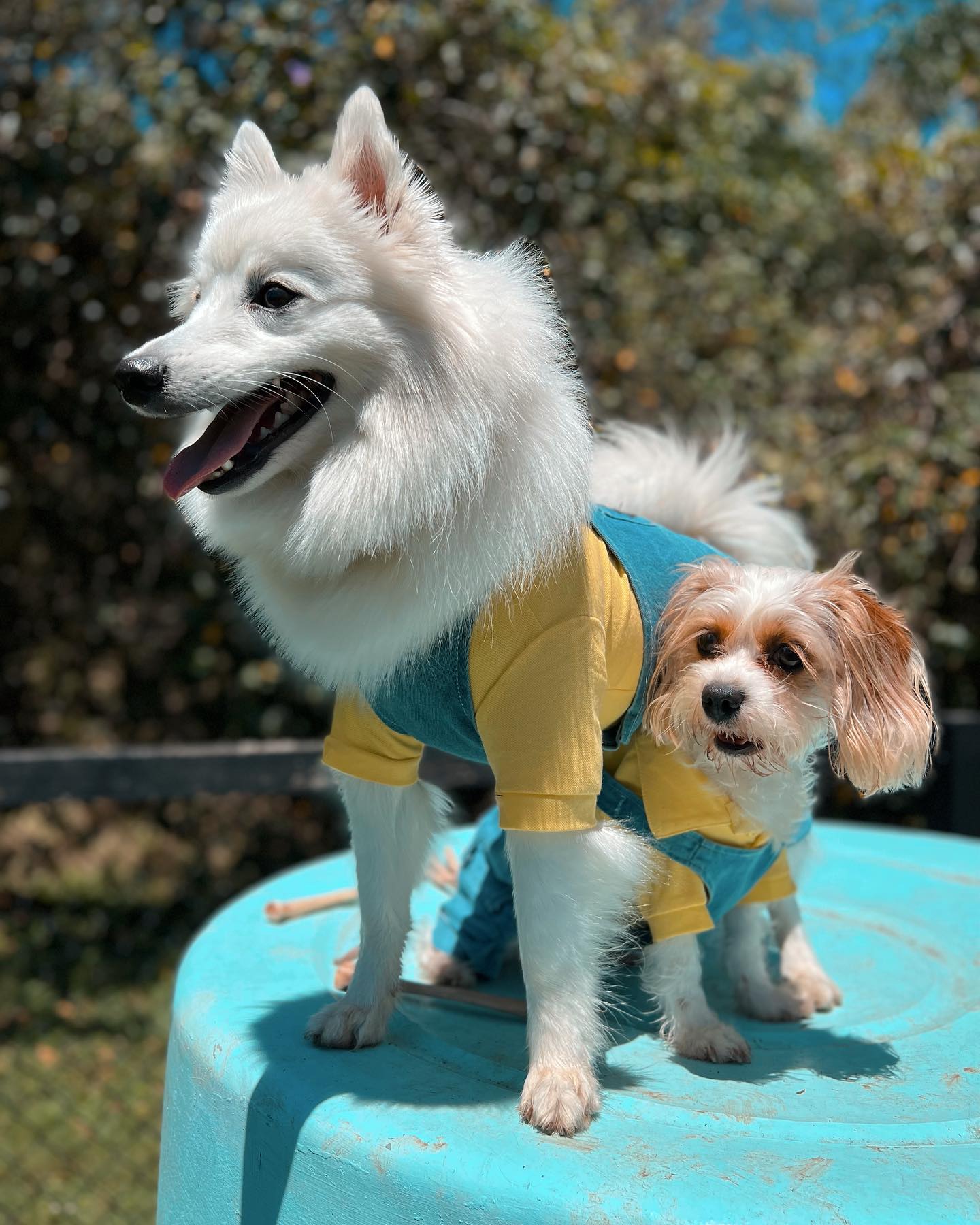 Dog Daycare