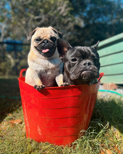 Dog Daycare