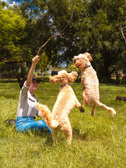 Dog Daycare