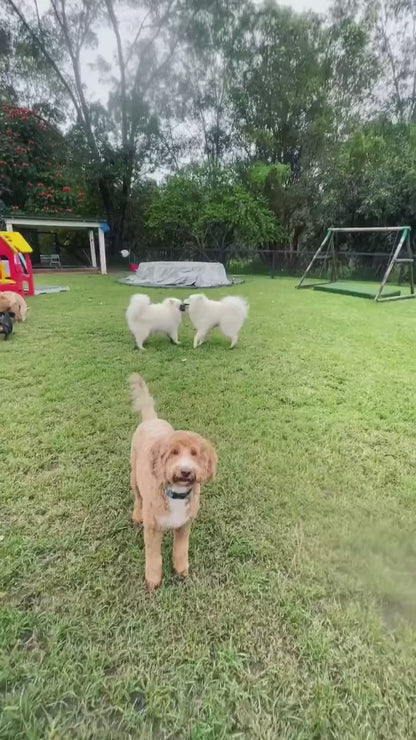 Dog Daycare